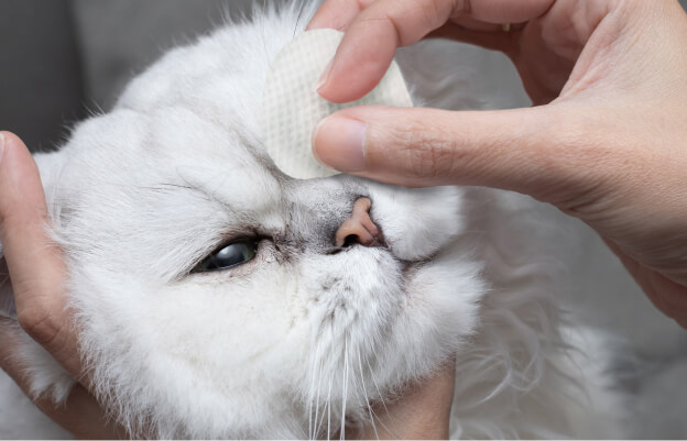 владелец протирает кошке глаза ватным диском